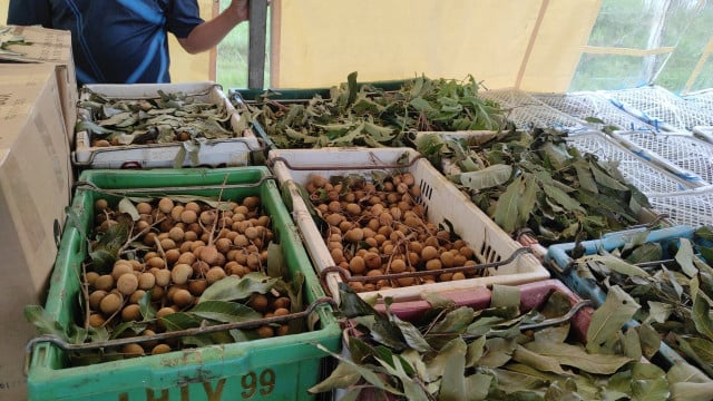 Pailin Longan Exports Set for China