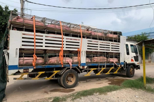 Cambodia Puts Brakes on Pig Imports