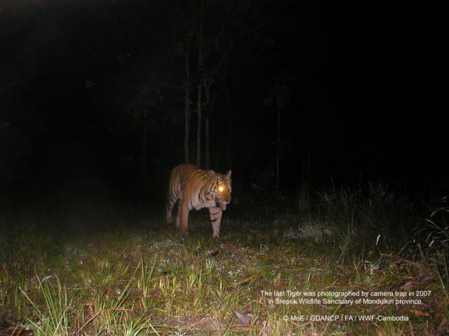 Importing Tigers to Cambodia’s Forests Still Uncertain 