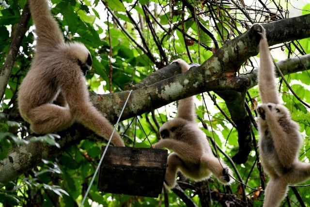 Baby boom: the endangered wildlife revival at Cambodia's Angkor Wat