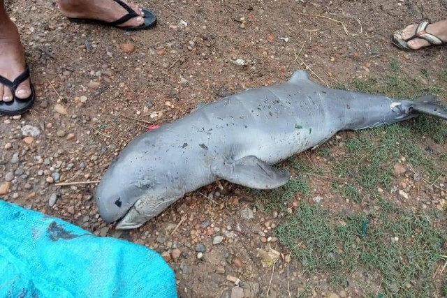 Baby Dolphin Suspected of Being Electrocuted in Kratie