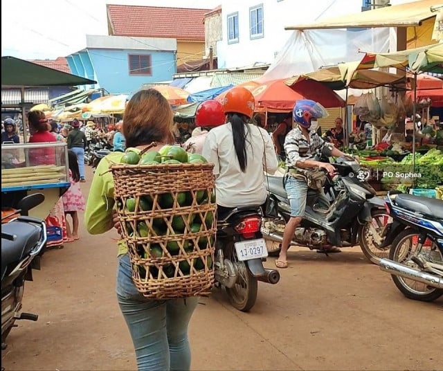 Mondulkiri Province’s Indigenous Farmers Say They Have No Market for their Avocados this Year