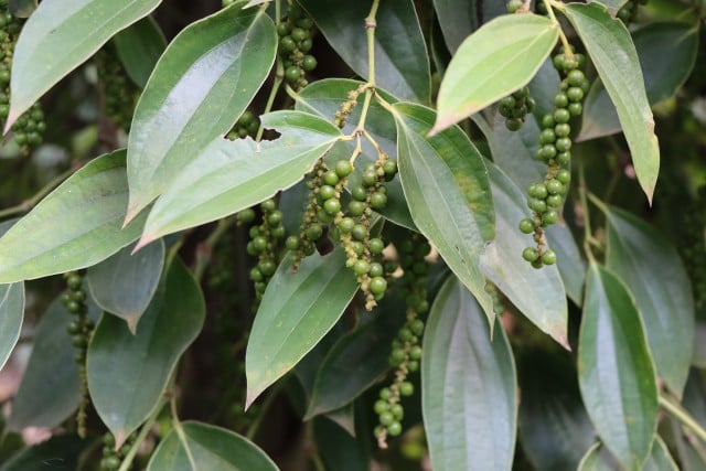 Pepper Farmers Quit as Prices Tumble 