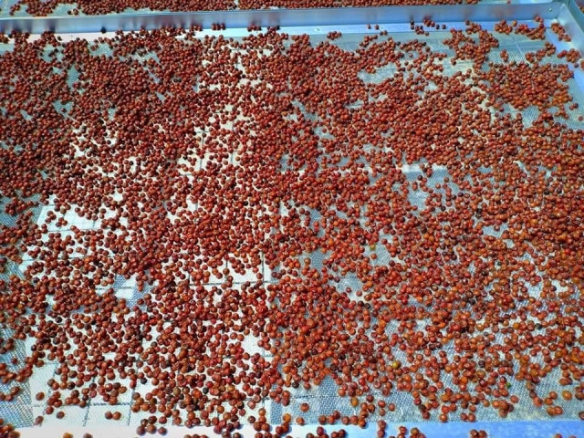 Low Global Demand Causes Pepper Exports to Plummet