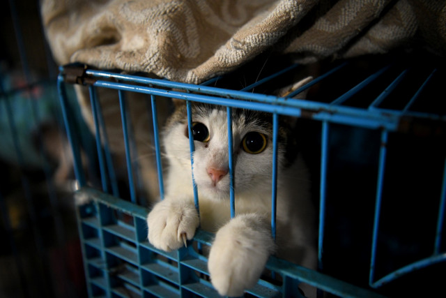 Chinese police rescue 150 cats headed for dinner tables