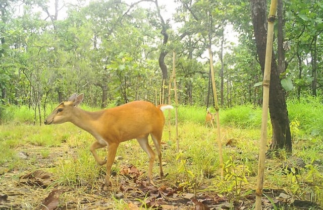 Camera traps capture rare wildlife species in Cambodia's sanctuaries