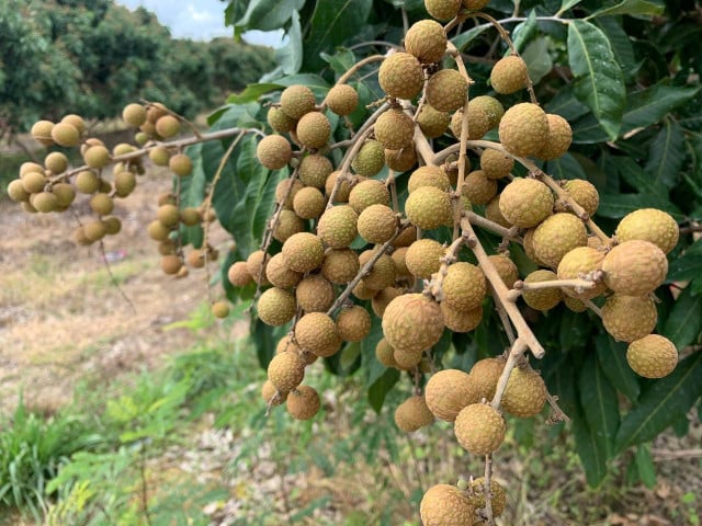 Longan Farmers Fret Over China Export Delay