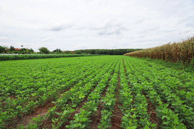 Regenerative Agriculture gaining precedence in Cambodia