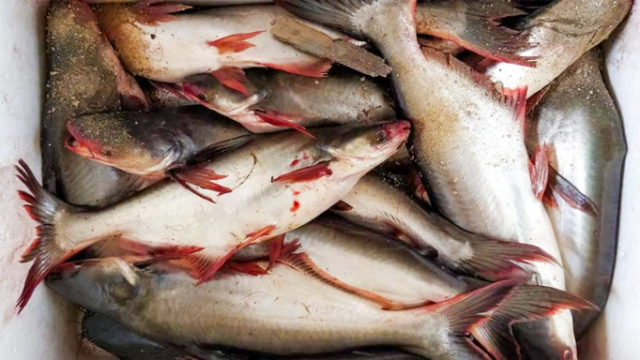 Fish Farmers Slash Production as Prices Tumble