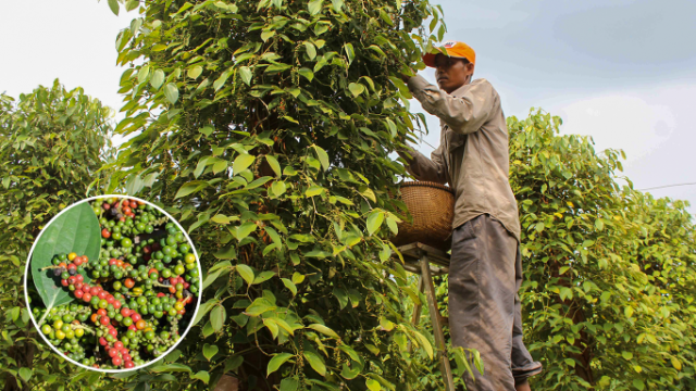 Farmers Hoard Pepper as Prices Tumble