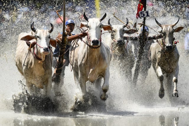 Fed on eggs and beer, Vietnam's oxen race in muddy festival