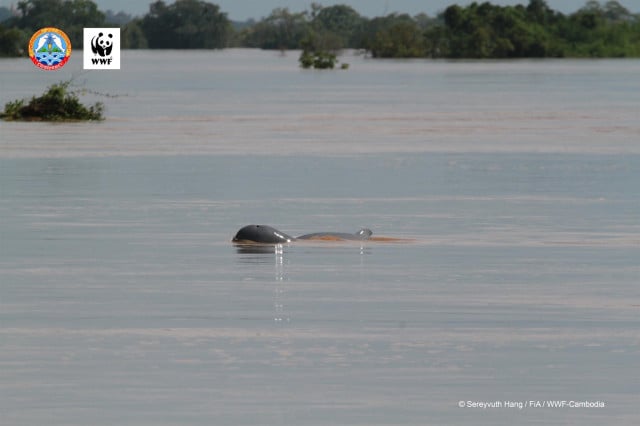 New Dolphin Calf Found in Mekong River