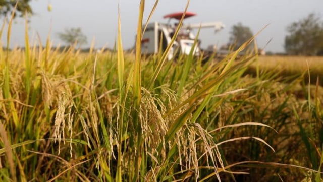 Rice Exports Generate $850 Million in Nine Months 