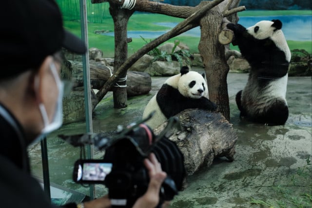 Taiwan invites Chinese veterinary experts as beloved panda nears death