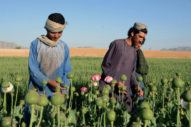 Afghanistan poppy cultivation spikes as prices soar: UN