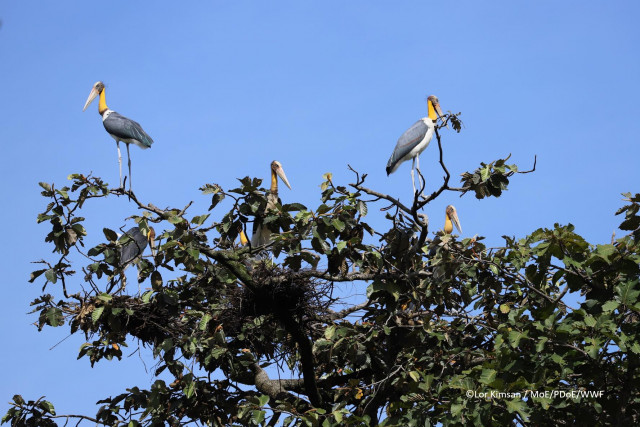 Four Year’s Bird Nests Record Found in Sambo Wildlife Sanctuary
