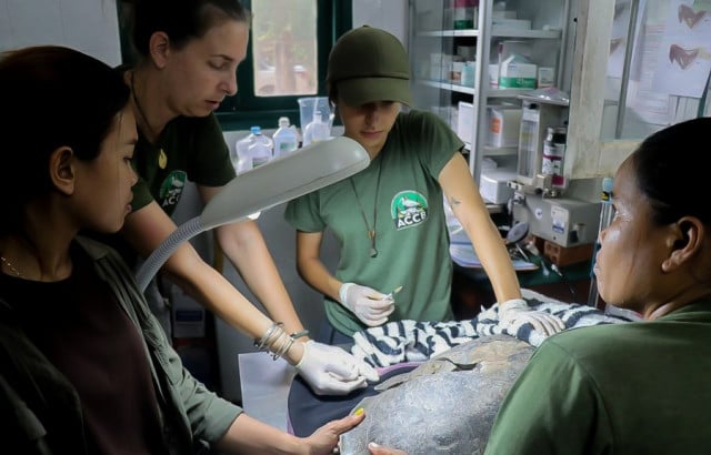 Rare Royal Turtle with severely fractured shell rescued in Cambodia