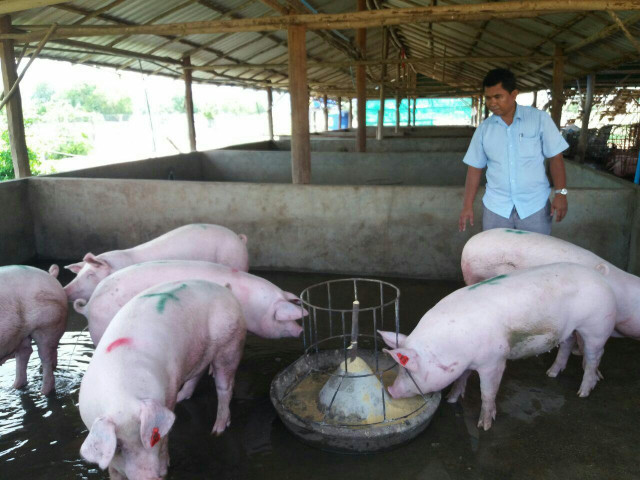 Pork Imports Squeeze Pig Farmers