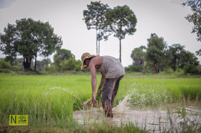 Rice Cultivation in Full Swing Despite October’s Floods