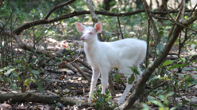 A Rare Albino Sambar Now Cared for at the Phnom Tamao Conservation Center