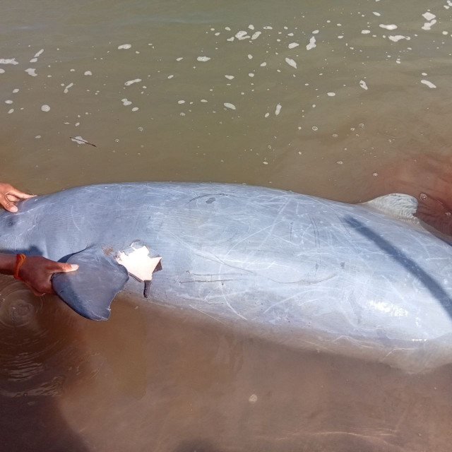 Another Mekong Dolphin Found Dead, Totaling Nine Losses in 2022