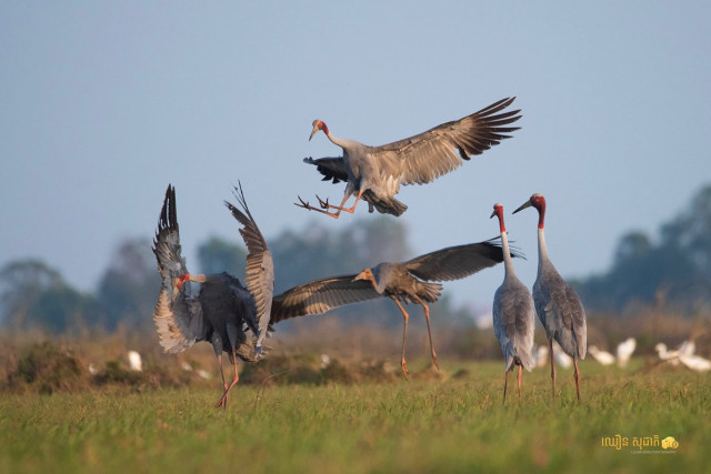More Than 20 Endangered Sarus Cranes Spotted in Takeo Province