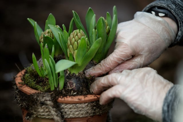 Cambodia Needs Botanists to Combat Climate Change