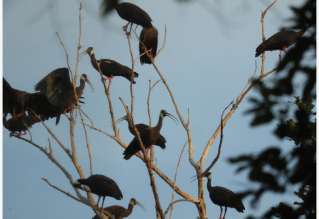 Cambodia records 792 rare white-shouldered ibis in 2022 census