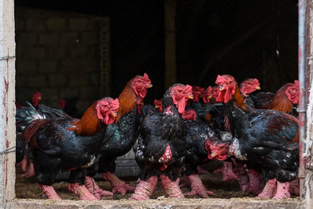 Giant legs of Vietnam's 'dragon chicken' a Lunar New Year delicacy