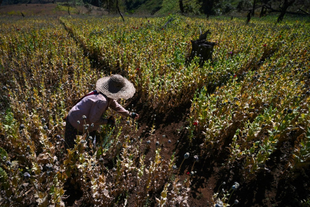 Myanmar opium farming booming after coup: UN