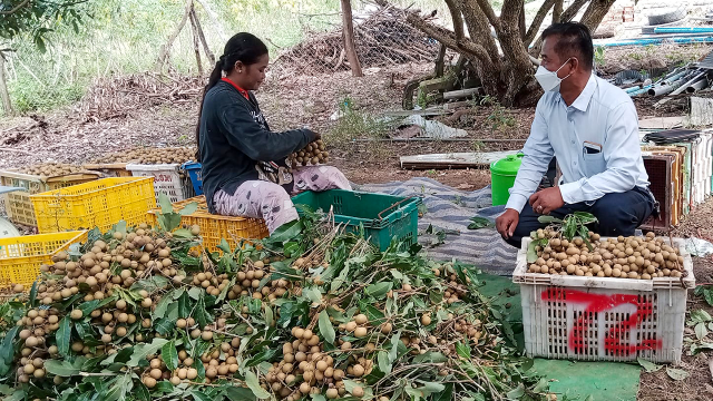 Pailin Longans Boom Times Loom