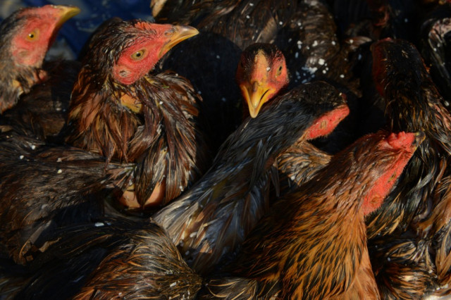  Cockfighting Roosters, Impunity and “Inner Slavery:” Anatomy of a Society Incident