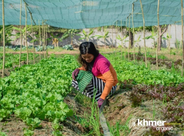 usaid-teams-up-with-firms-to-aid-farmers-cambodianess