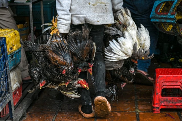 Bird flu risk to humans in Cambodia remains low: WHO