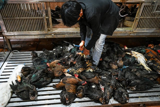 No human-to-human bird flu transmission found in Cambodia: officials