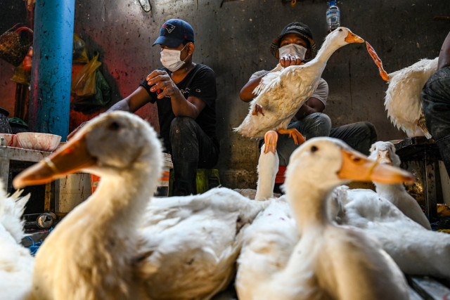 2 human cases of bird flu in Cambodia "not human-to-human transmission": official
