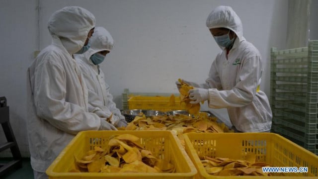 Cambodians get better income as more mangoes enter Chinese market