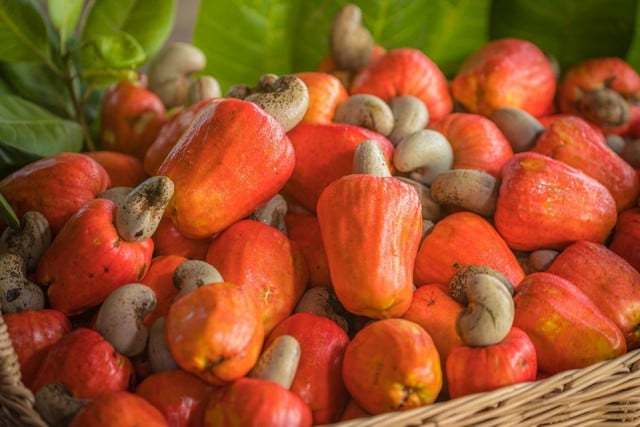 Climate Change Blamed for Cashew Export Shortfall