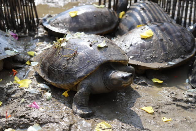20 rare Royal Turtles freed into natural habitat in Cambodia