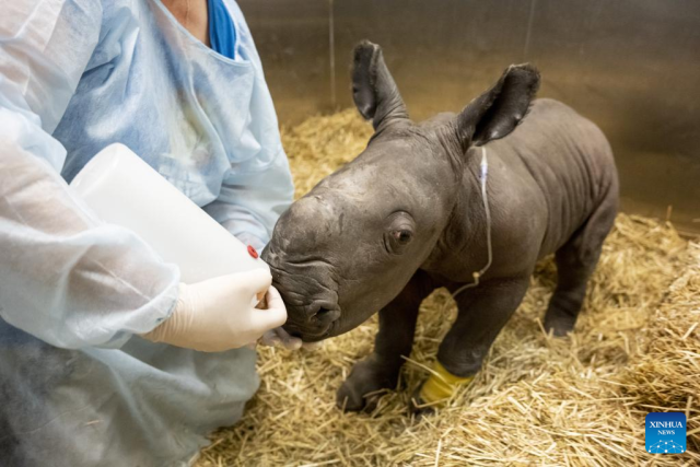 Australian zoo welcomes 1st southern white rhino calf born in decade