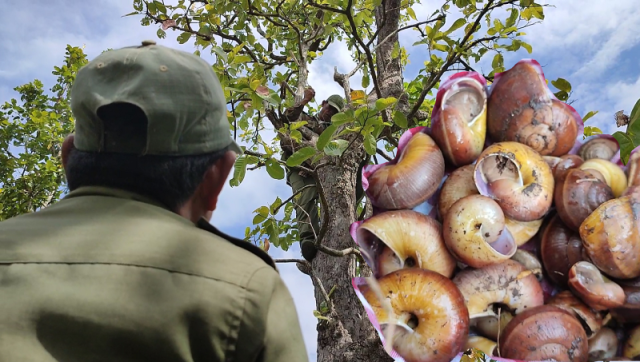 Why Do These Snails Climb Trees to Survive?