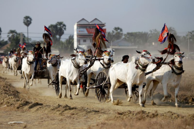 Ox-cart Race, Revival of Centuries-old Tradition in Cambodia