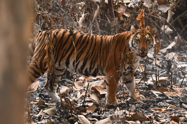 Latest Census Reveals India is Home to Over 3,000 Tigers