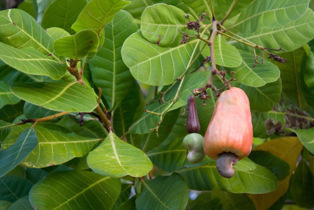 Cashew Nuts Exports to Vietnam on Pause