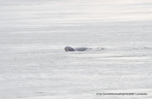 Newly-Born Dolphin Spotted in Kampi Pool