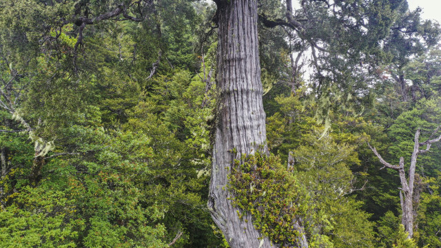 World's 'Oldest' Tree Able to Reveal Planet's Secrets