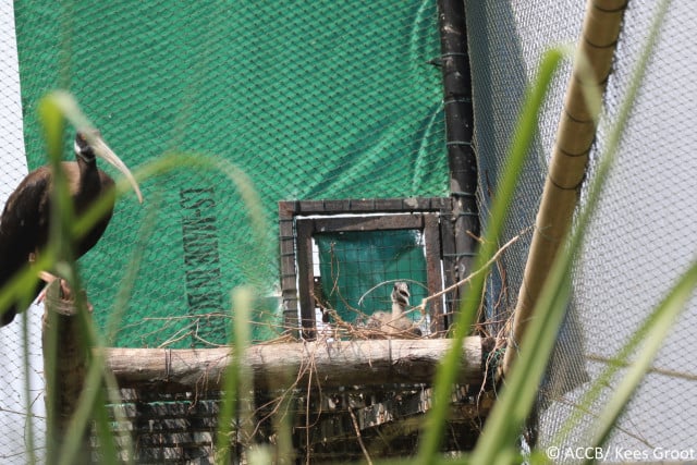 World’s First: Cambodia Successfully Breeds a White-Shouldered Ibis 