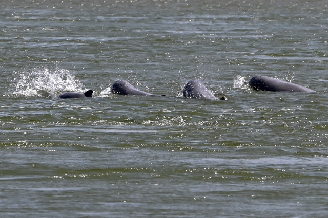 Cambodian Leader U-turns on Rare Dolphin Conservation Law