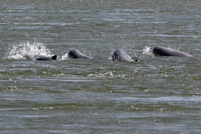 Cambodian Leader U-turns on Rare Dolphin Conservation Law