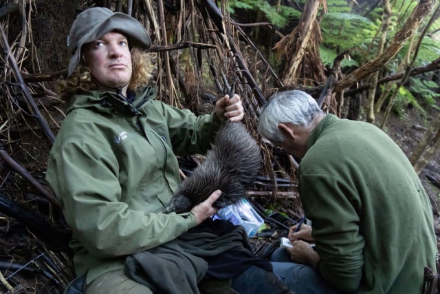 New Zealand Fights to Save Its Flightless National Bird